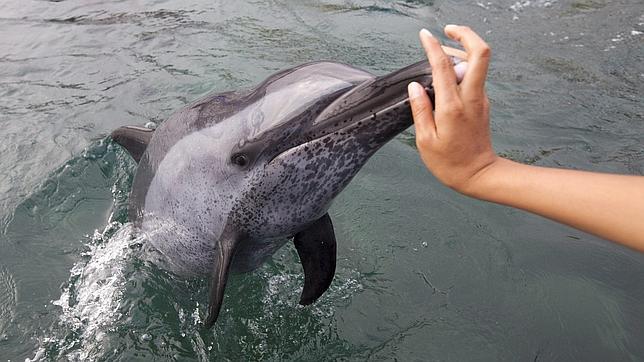 Los delfines ven el mundo igual que los humanos, según una investigación