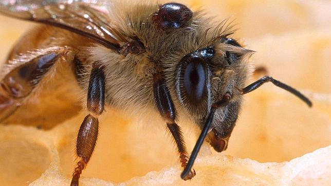 Los pesticidas reducen el tamaño de las abejas