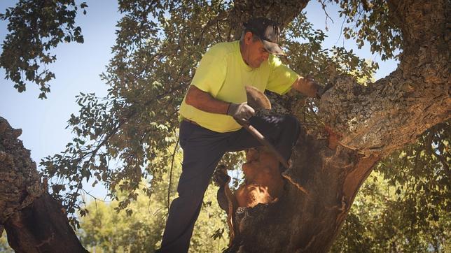 El bosque mediterráneo español necesita a la industria corchera