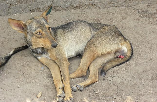 Un cáncer provocado por un único perro hace 11.000 años