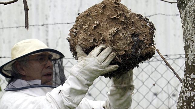 Las avispas «asesinas» se multiplican en Galicia