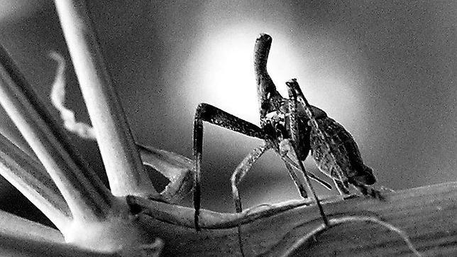 Los diez insectos más raros del mundo