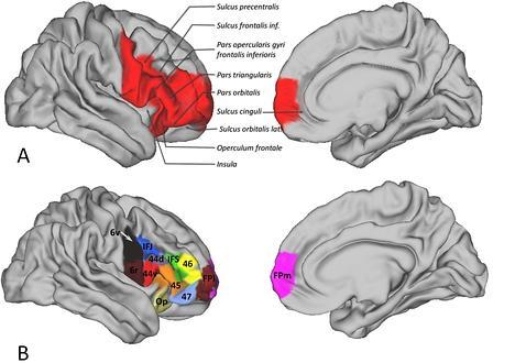 Identifican el área del cerebro que nos hace humanos