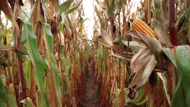 Récord de cultivo de maíz modificado genéticamente en España en 2013: 136.962 hectáreas