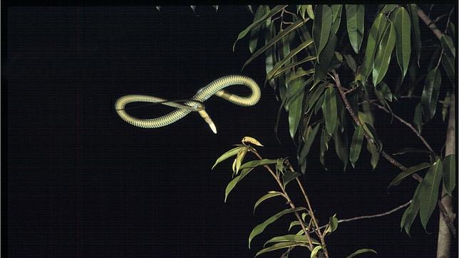 El secreto de las serpientes voladoras