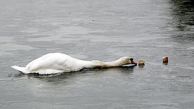 Nueva York quiere acabar con su nueva «especie invasora prohibida», el cisne