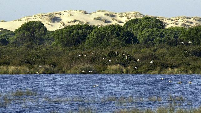 España solo ha cumplido dos de las 18 recomendaciones internacionales para asegurar el futuro de Doñana