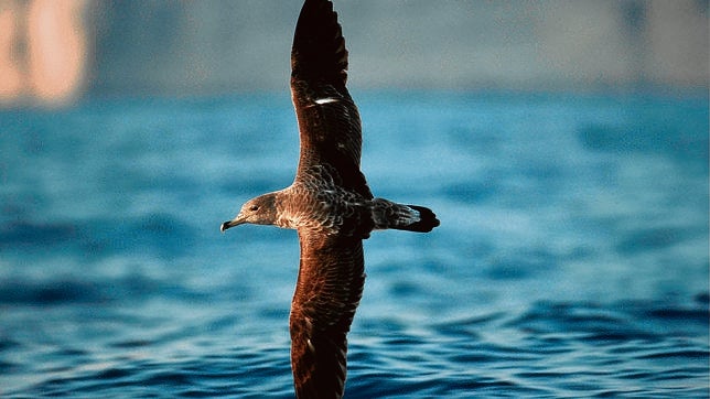 Un nuevo proyecto de prospecciones petrolíferas amenaza el golfo de Valencia