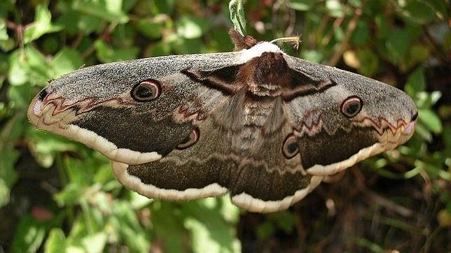 Quince centímetros puede llegar a medir la mariposa nocturna gran pavón de vistosos colores.
