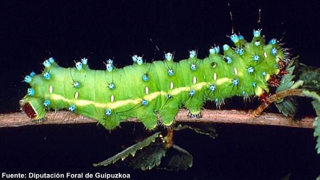 Esta oruga de unos 10 centímetros tendrá que alimentarse para su "siguiente vida", en la que no podrá comer