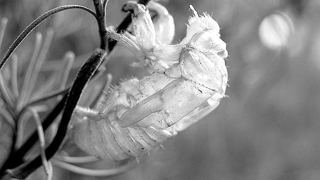 En ocasiones, el único vestigio de la callada vida de la cigarra es su piel rasgada sobre una rama
