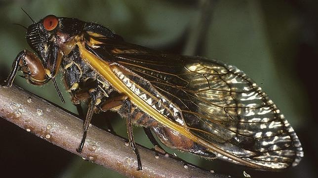 La fase adulta de la cigarra es muy corta. Su "vida anterior" es callada y discreta