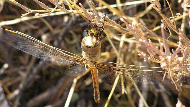 Cinco insectos con una asombrosa «doble vida»