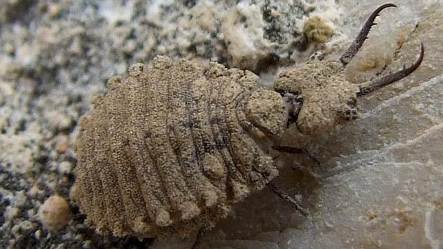 Nadie diría que este extraño insecto es la larva de la «hormiga león»