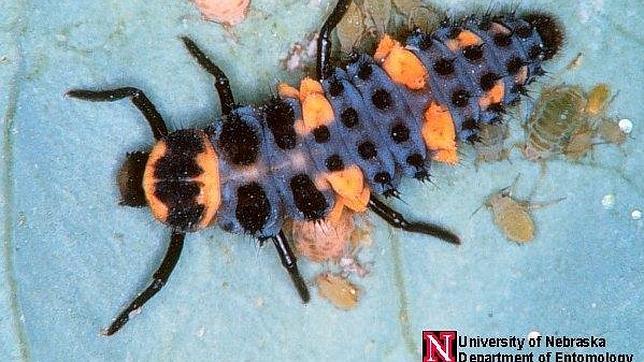 Es difícil imaginar en qué insecto muy común se convertirá esta larva devoradora de pulgones