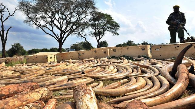 Confiscan cuatro toneladas de marfil en Togo listas para ser enviadas a Vietnam
