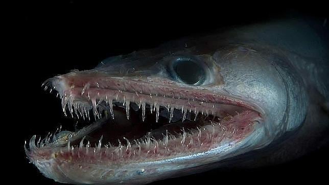Por debajo de los 200 metros viven diez veces más peces de lo que se pensaba