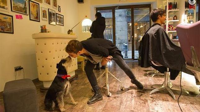 Ira a la peluquería con perro no es un obstáculo en La Mano Loca