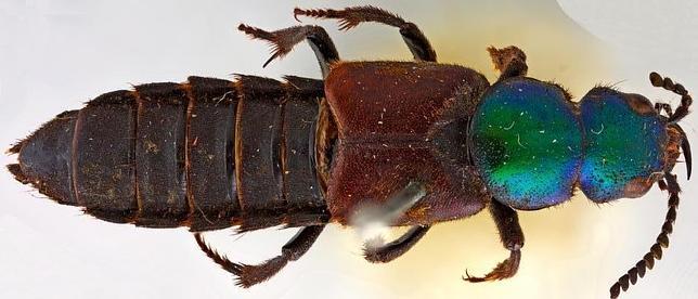 Redescubren un escarabajo que Darwin halló hace 180 años