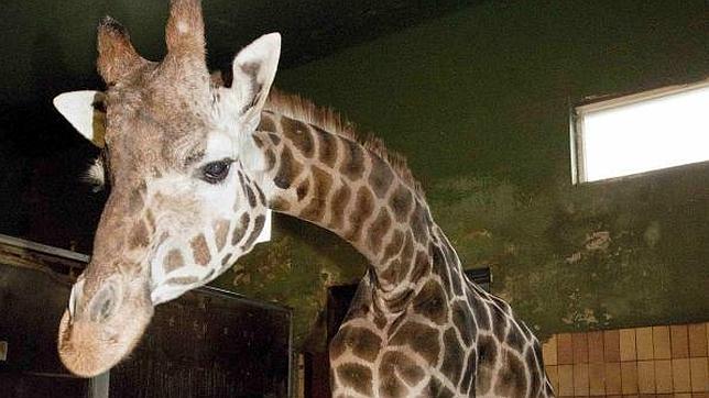 Chechenia quiere acoger a otra jirafa que podría ser sacrificada en Dinamarca