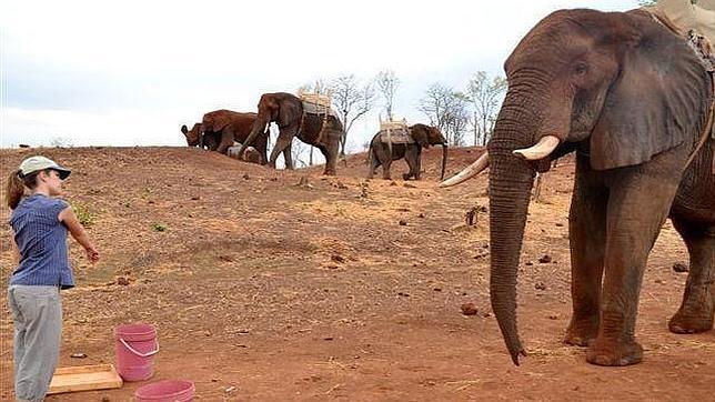 Los elefantes comprenden de forma espontánea el gesto humano de señalar con el dedo