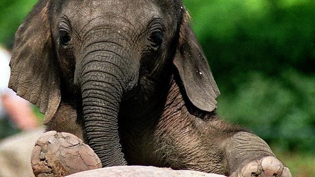 Joven elefante del zoológico de Berlín, en una imagen de archivo