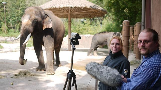 Los investigadores, junto al elefante «Koshik»