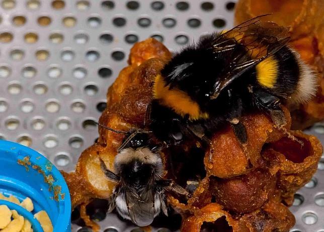 La apicultura pone en peligro a los abejorros
