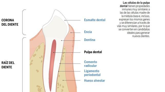 Dientes nuevos a partir de células madre