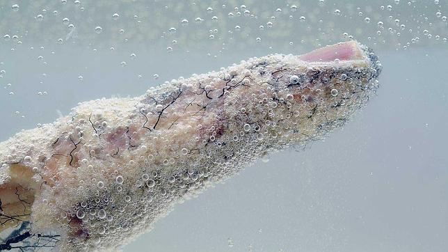 Las mejores imágenes de la ciencia