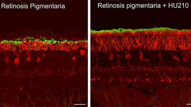 La marihuana conserva la vista de las ratas