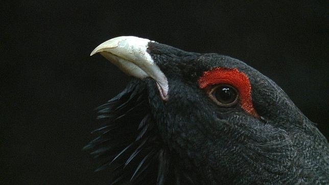 Dos hembras de urogallo a la espera de un macho «extraviado» de los montes