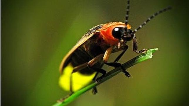 Las luciérnagas utilizan su luz para emparejarse y como defensa