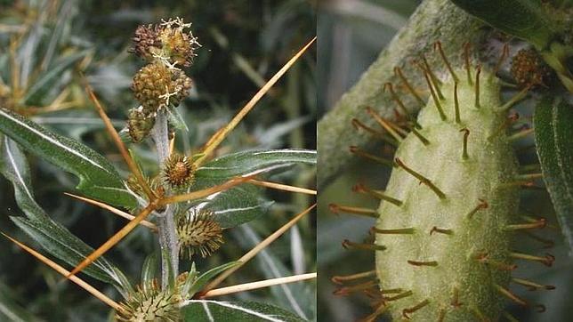 Algunas plantas, como Xanthium spinosum, utilizan ganchos para adherirse a los animales y así poder dispersarse.
