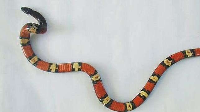 Alarma en Galápagos: primer caso confirmado de introducción de serpientes en el archipiélago