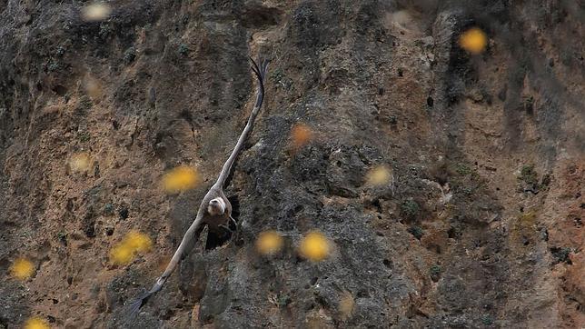 Un fármaco para vacas y cerdos puede causar la muerte masiva de buitres, denuncia SEO/BirdLife
