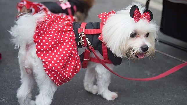 ¿De qué vas a disfrazar a tu mascota?