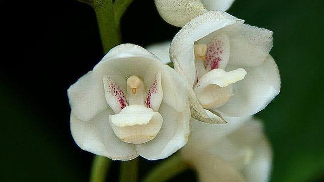En el interior de esta flor se esconde una paloma