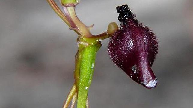 Esta planta con forma de martillo es muy fiel a una avispa que la poliniza