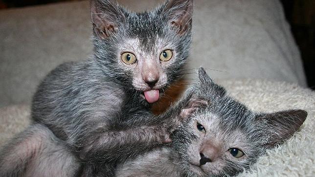 Los inquietantes gatos lobo «lykoi»