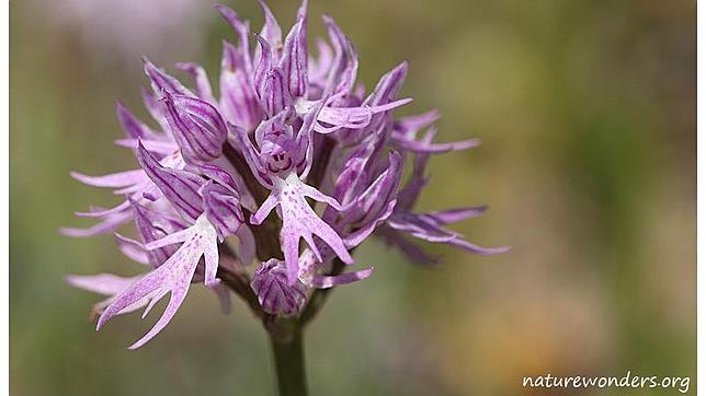 Las flores de algunas orquídeas tienen forma de pequeños hombrecillos
