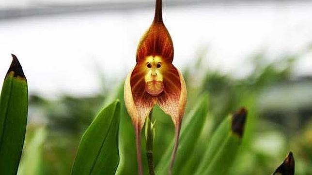 Esta Dracula simia tiene un aspecto feroz. Tal vez con ello consigue asustar a quienes quieran cogerla...