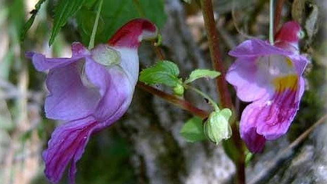 Esta flor llamó la atención del botánico que la describió por su aspeto de cacatúa volando