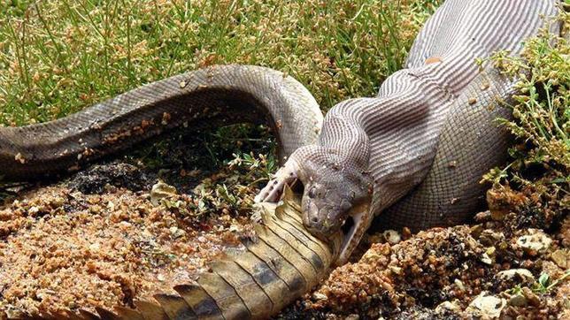 La serpiente que se comió al cocodrilo