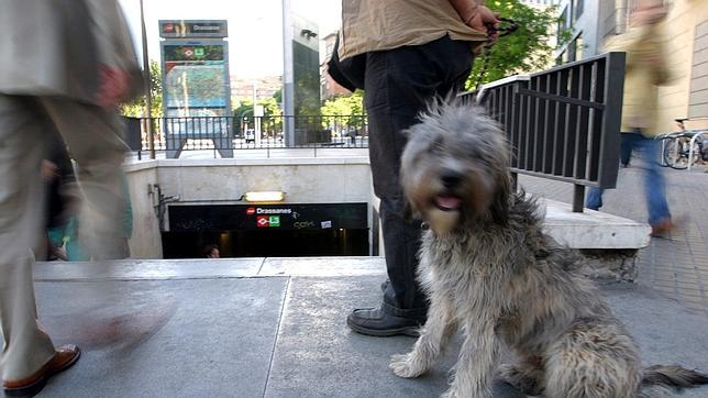 Barcelona quiere evitar que los perros pasen más de 12 horas solos en casa