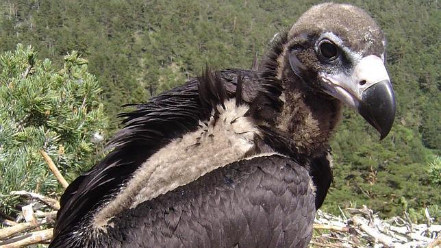 Diez buitres negros llegan a los Pirineos para reforzar la colonia creada en 2007