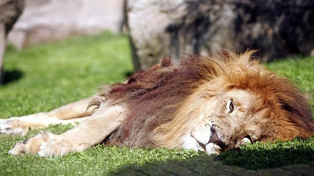 Los falsos mitos del desconocido mundo animal... de los sueños