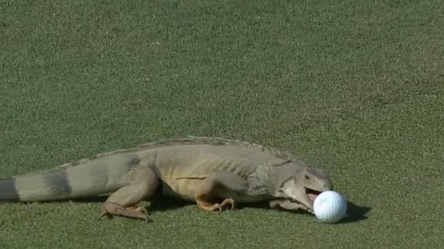 Una iguana intenta comerse una bola de golf en el green
