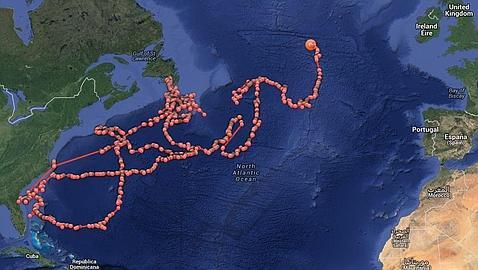 «Lydia», el primer tiburón blanco a punto de cruzar el Atlántico