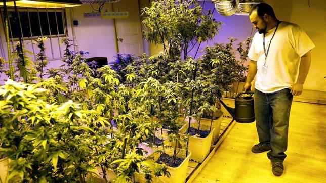 El Estado de Colorado recauda en enero 3,5 millones en impuestos a la marihuana